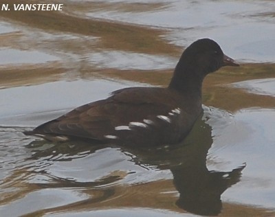 Gallinula chloropus